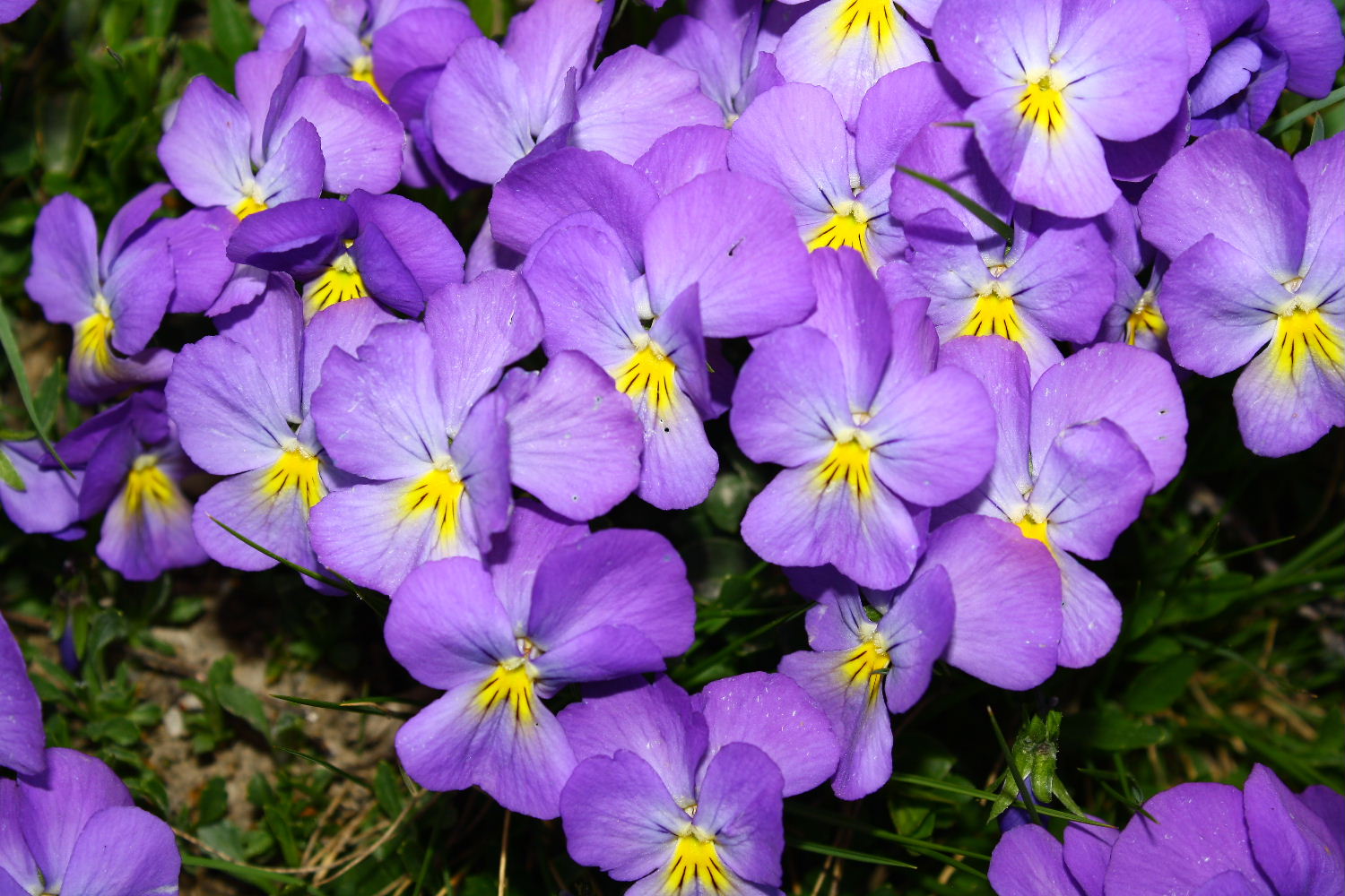 Viola calcarata s.l.